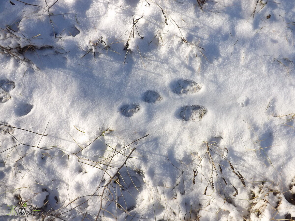 Заячьи следы на снегу. Следы лисы. Следы лисы на снегу. Заячьи следы фото.