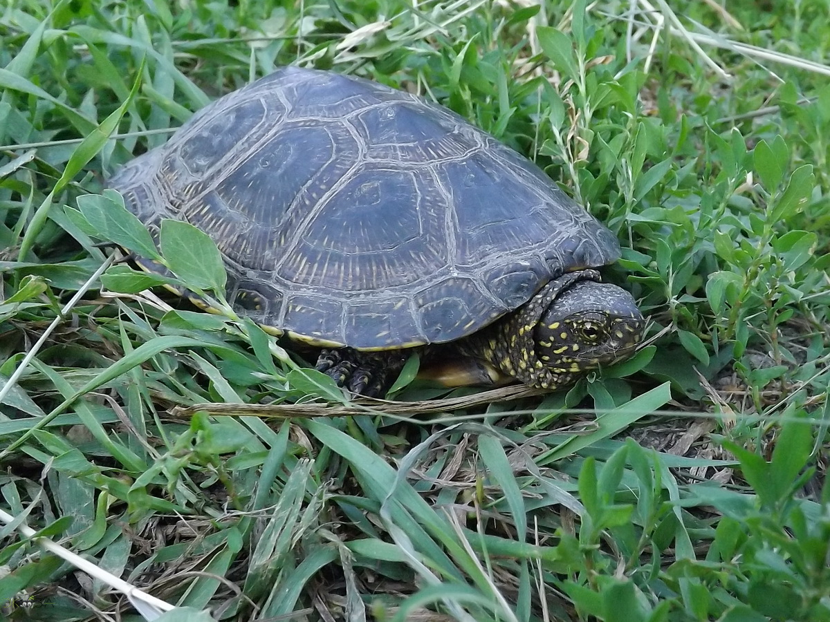 Болотная черепаха развитие. Колхидская Болотная черепаха. Черная колючешейная Болотная черепаха. Болотная черепаха систематика. Пол Болотной черепахи.