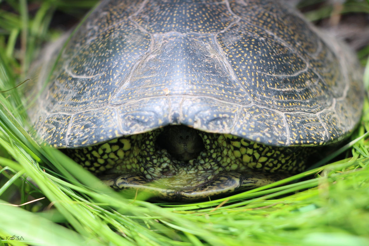 Посмотрим черепахи. Европейская Болотная черепаха. Астраханский заповедник Болотная черепаха. Европейская Болотная черепаха с коричневыми глазами. Черепаха идет.